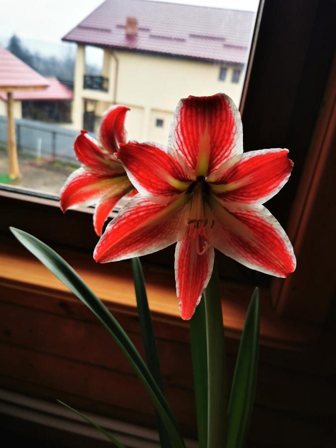 Jugul Taranului Agropensiune Polovragi, Gorj Exterior foto