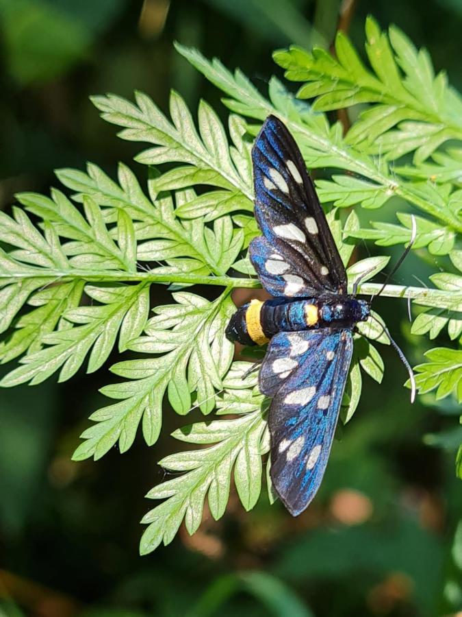 Jugul Taranului Agropensiune Polovragi, Gorj Exterior foto