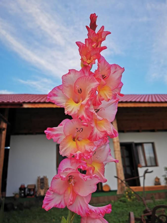 Jugul Taranului Agropensiune Polovragi, Gorj Exterior foto